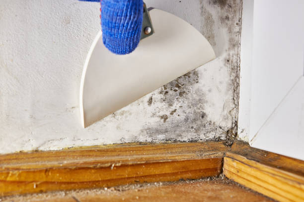 Professional Mold Removal in Rocky Point, NC